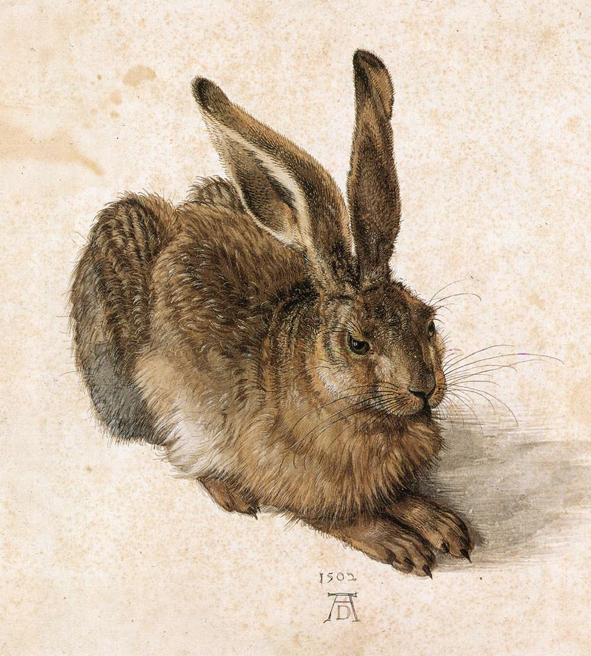 Durer_Young_Hare